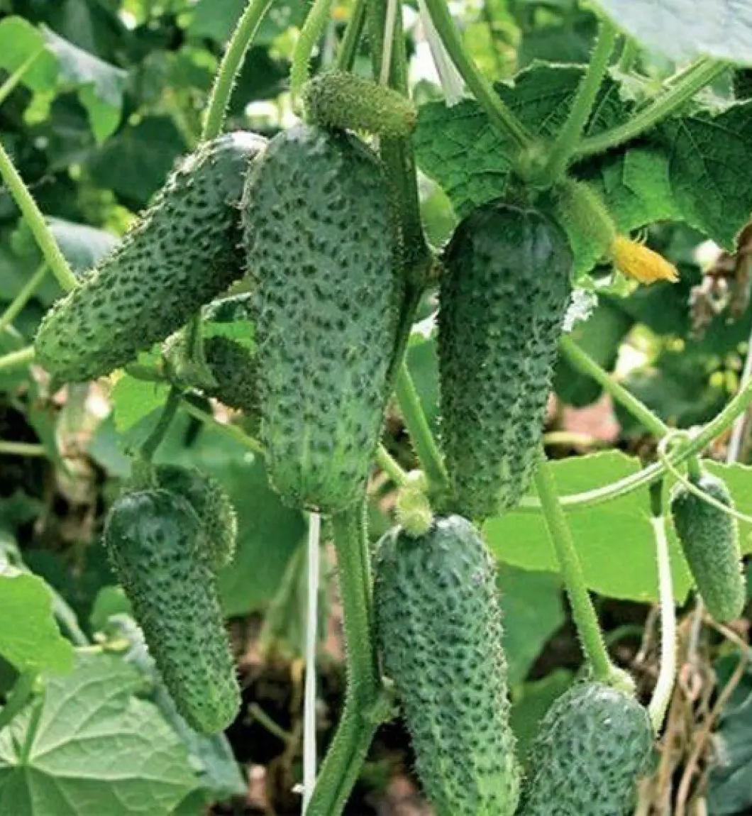 Насіння огірка Іра F1, 50шт, Satimex, Німеччина, насіння Садиба Центр 2