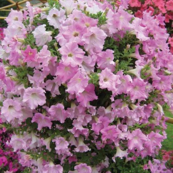 Насіння петунії Даймонд F1 перлинове сяйво, 10 шт, Cerny, Чехія, Професійне насіння 2