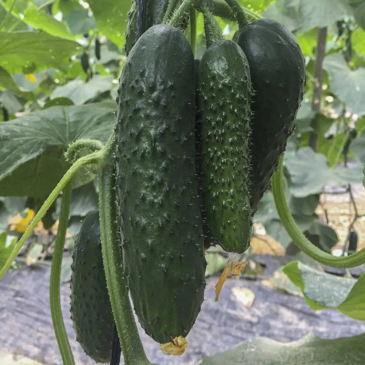 Семена огурца Северин F1, 10шт, Enza Zaden, Голландия, Beste Kern 2