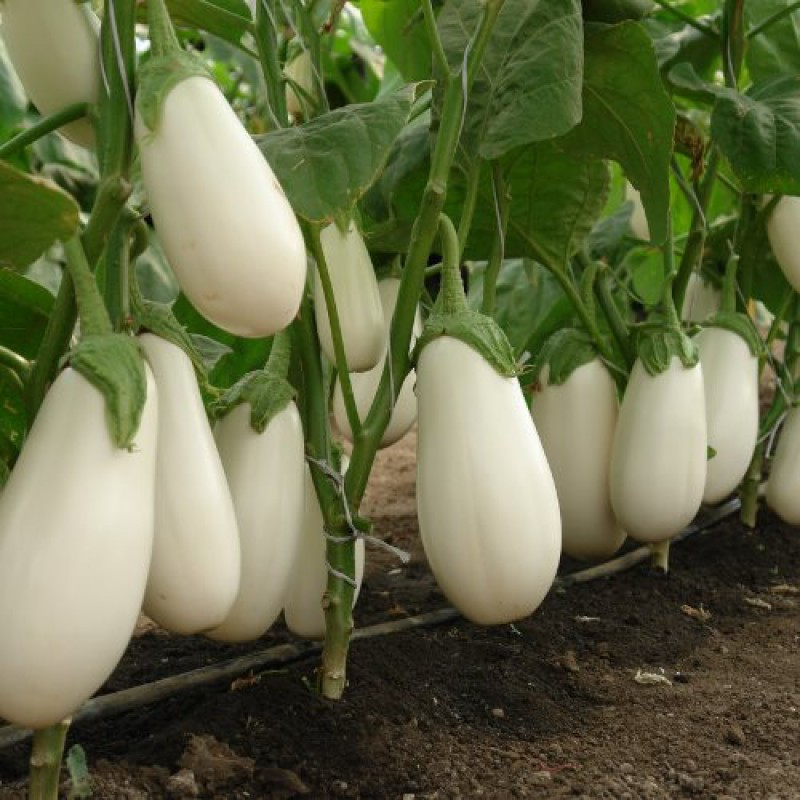 Семена баклажана Аретуза  F1, 10шт, Rijk Zwaan, Голландия, Beste Kern 2