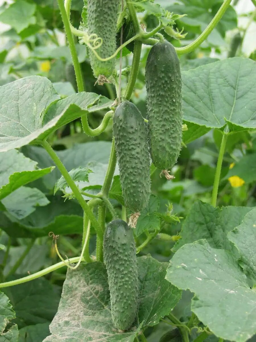 Насіння огірка Амур F1, 10шт, Bejo, Голландія, Beste Kern 2