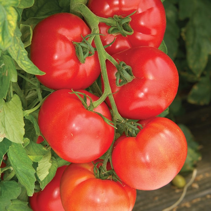 Насіння томату Пінк Імпрешн, 10шт, Sakata, Японія, Beste Kern 2