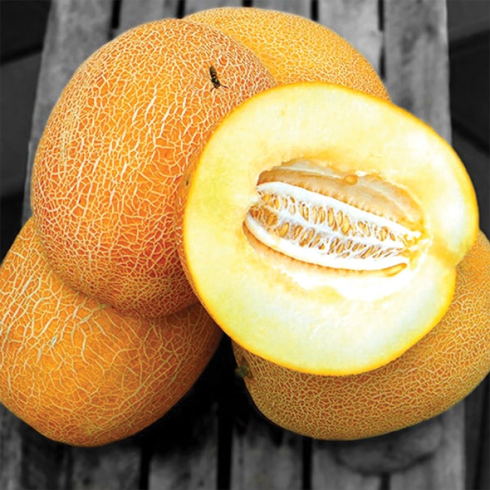 Насіння дині Нево F1, 10шт, Hazera, Голландія, Beste Kern 2