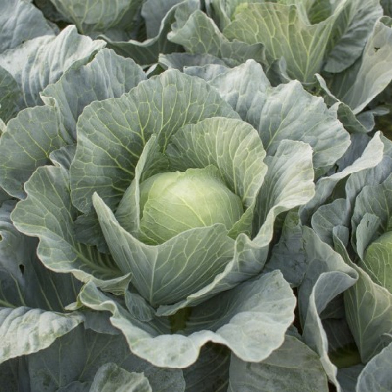 Насіння капусти Топма F1, 20шт, Rijk Zwaan, Голландія, Beste Kern 2