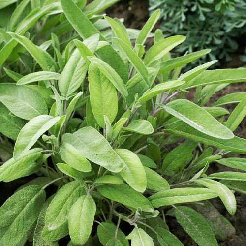 Семена шалфея Мудрец, 0.5г, Hem, Голландия, Садиба Центр 2