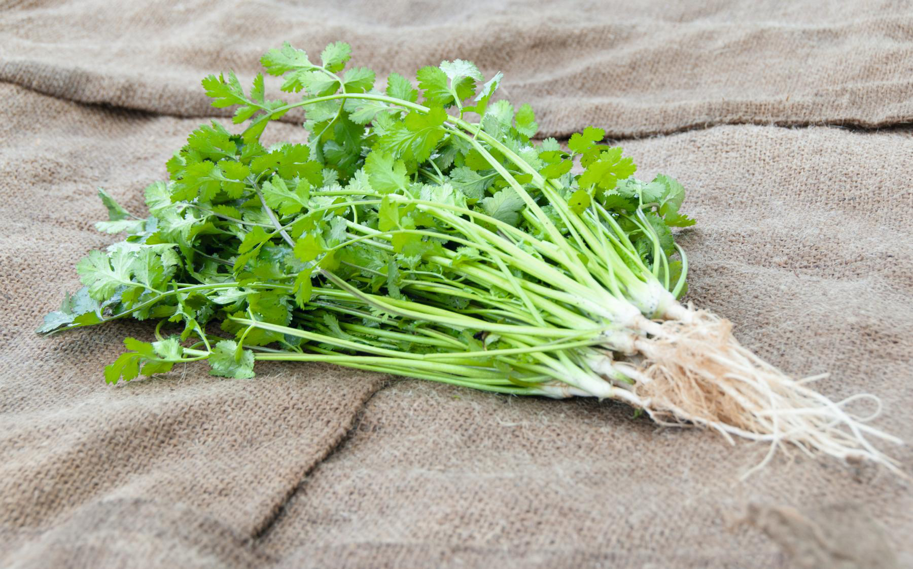 Насіння коріандру Карібе, 2 г, Bejo, Голландія,  Леда Агро 2