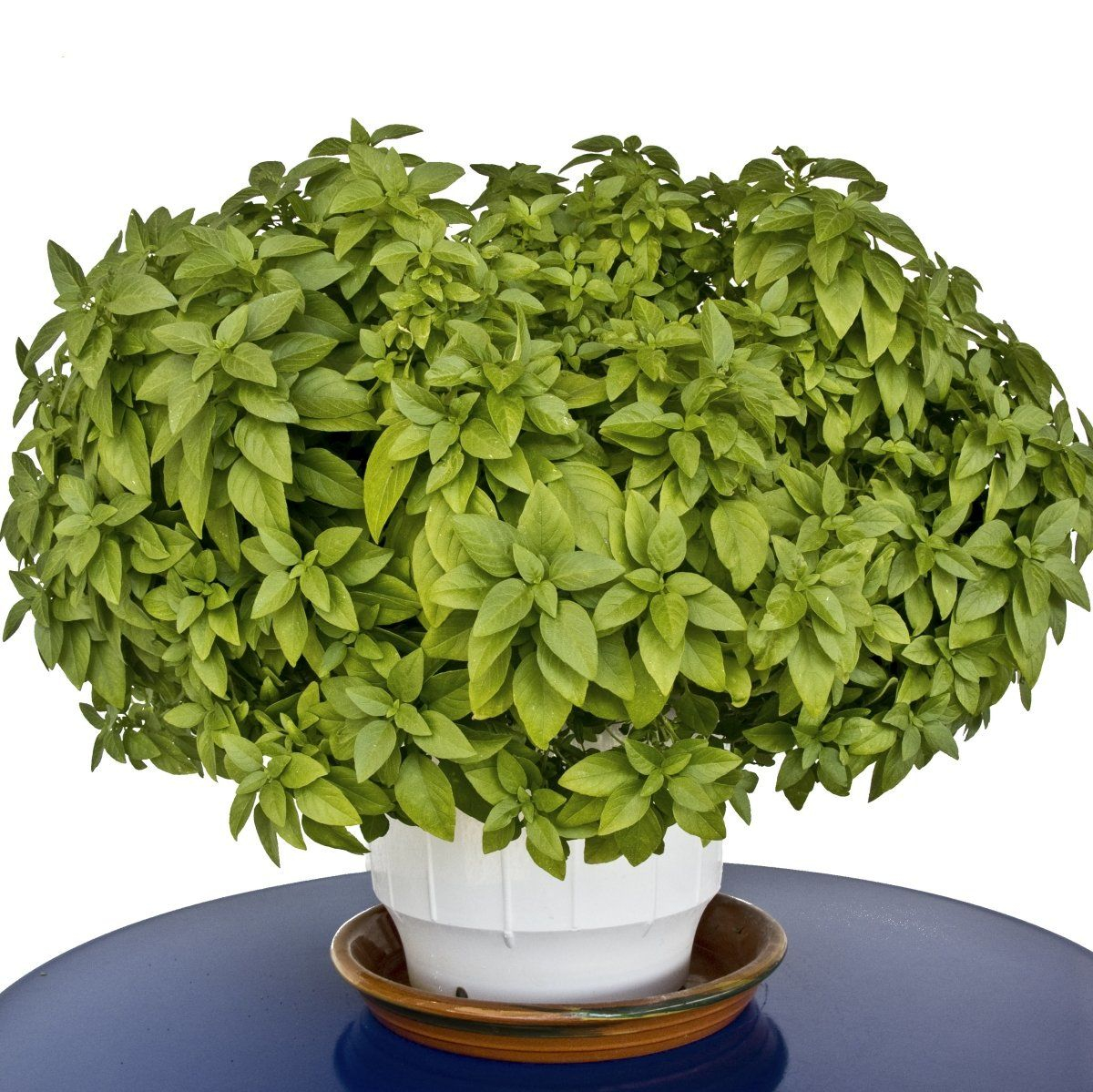 Насіння базиліка кімнатного піколіни, 0.3г, Satimex, Німеччина, Професійне насіння 2