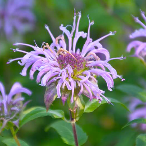 Насіння монарди пурпурової (бергамот), 0.3г, насіння Леда Агро 2