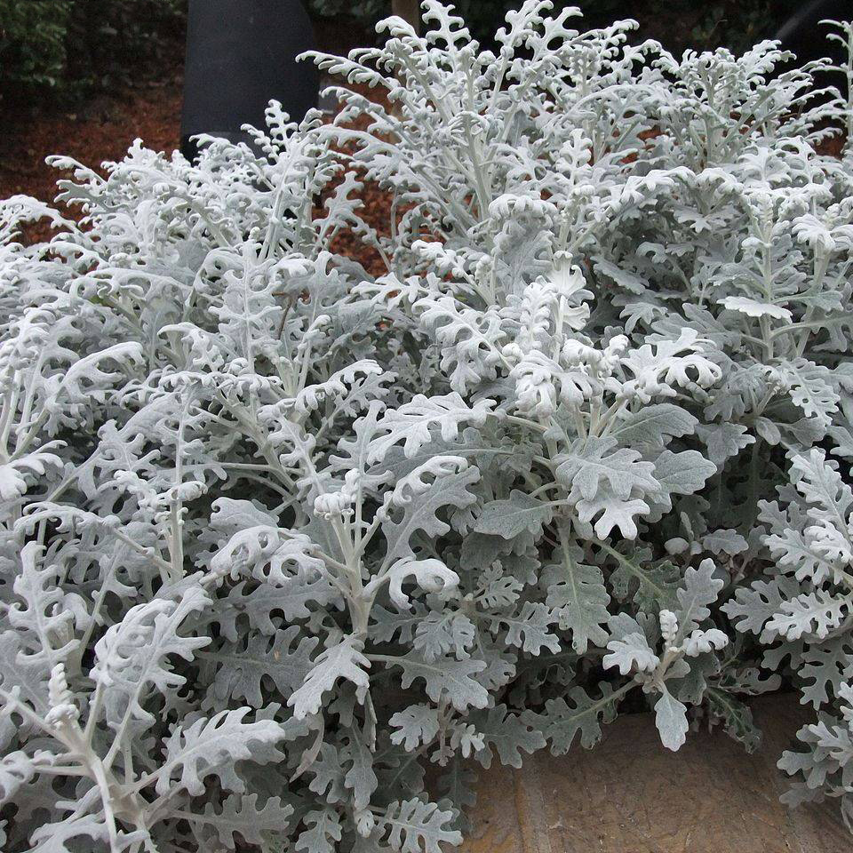 Семена цинерарии Серебряная пыль, 0.1г, Hem, Голландия, Професійне насіння 2