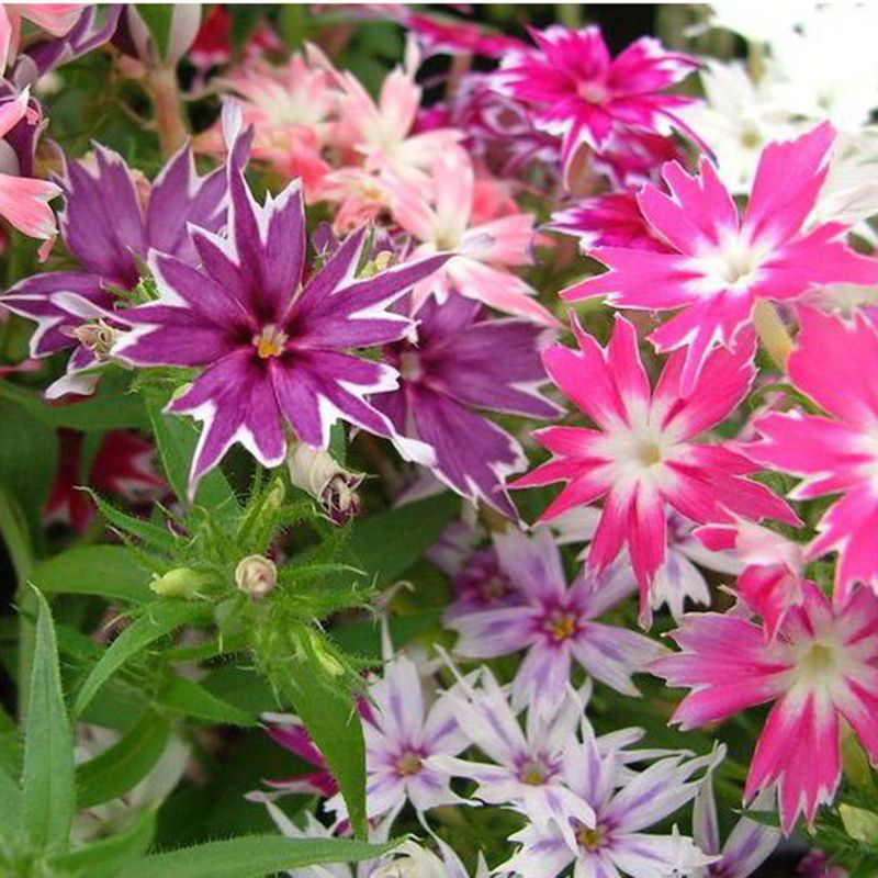 Насіння флокса друмонди, Мерехтливий Вогник, 0,2 г, насіння Леда Агро 2