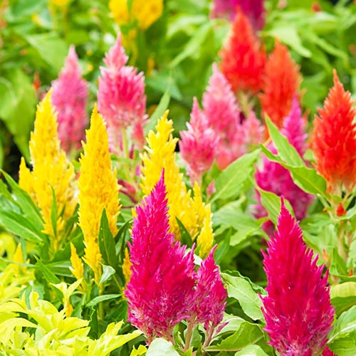 Насіння целозії Пампаське перо суміш, 0.1 г, Hem, Голландія, Насіння квітів Pro seeds 2