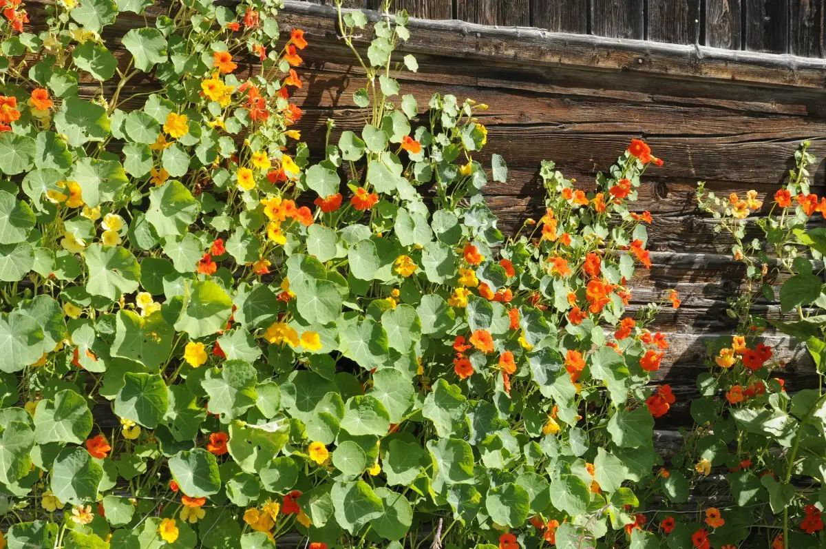 Насіння настурції (квасолі) Коштовність суміш, 2 г, Hem, Голландія, Професійне насіння 2