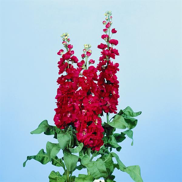 Насіння матіоли Лусинда червона, 0.1 г, Hem, Голландія, Насіння квітів Pro seeds 2