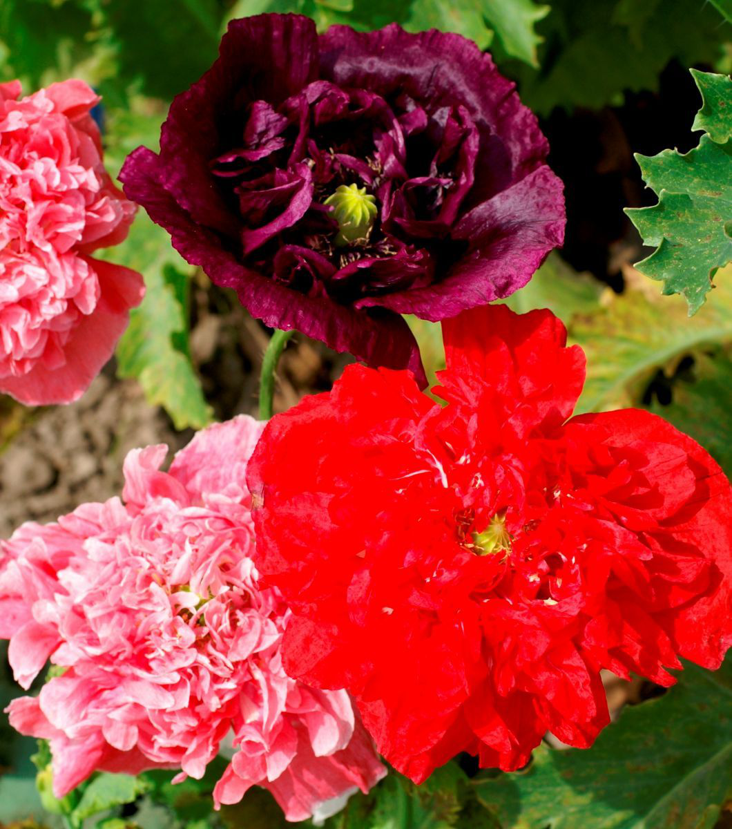 Семена мака Тучка смесь, 0.3г, Hem, Голландия, Професійне насіння 2