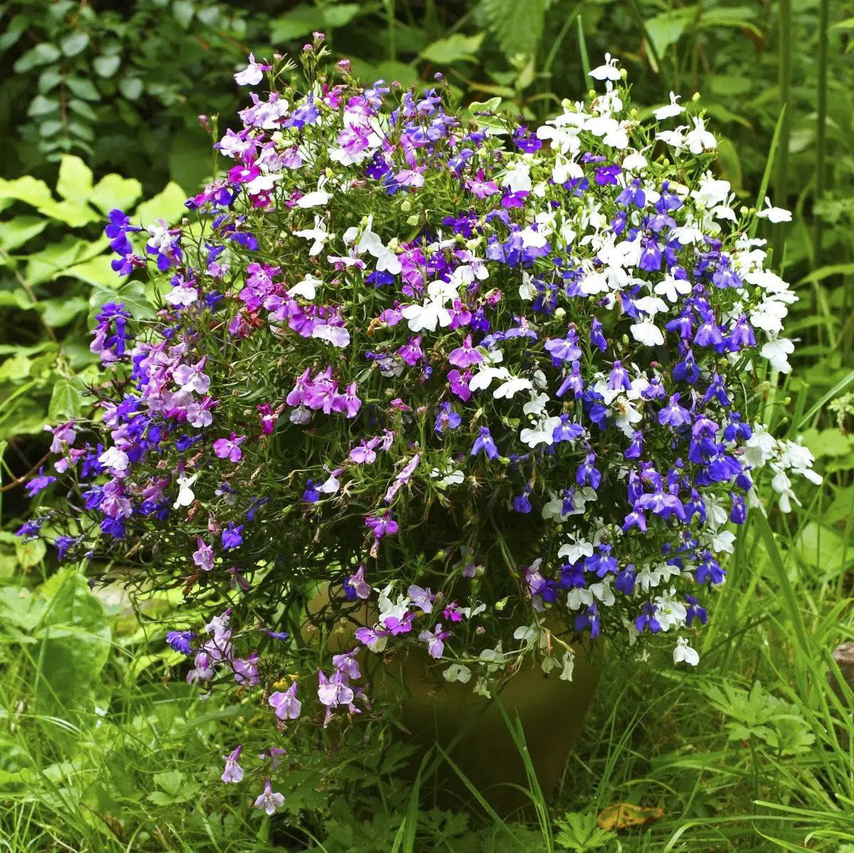 Семена лобелии Каскад, 0.1 г, Hem, Голландия, Професійне насіння 2