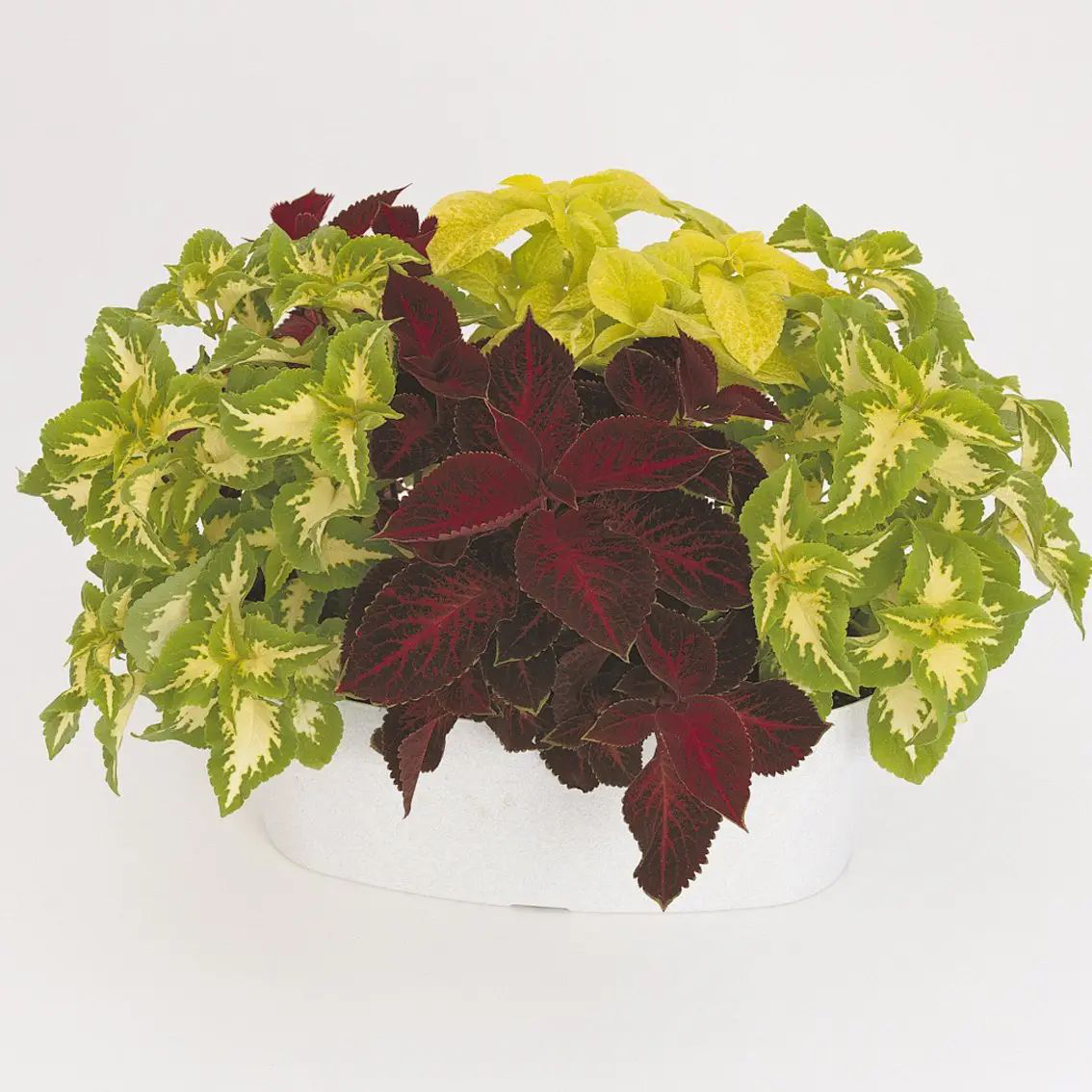 Насіння колеуса Візард, 20 шт, Pan American, США, Професійне насіння 4