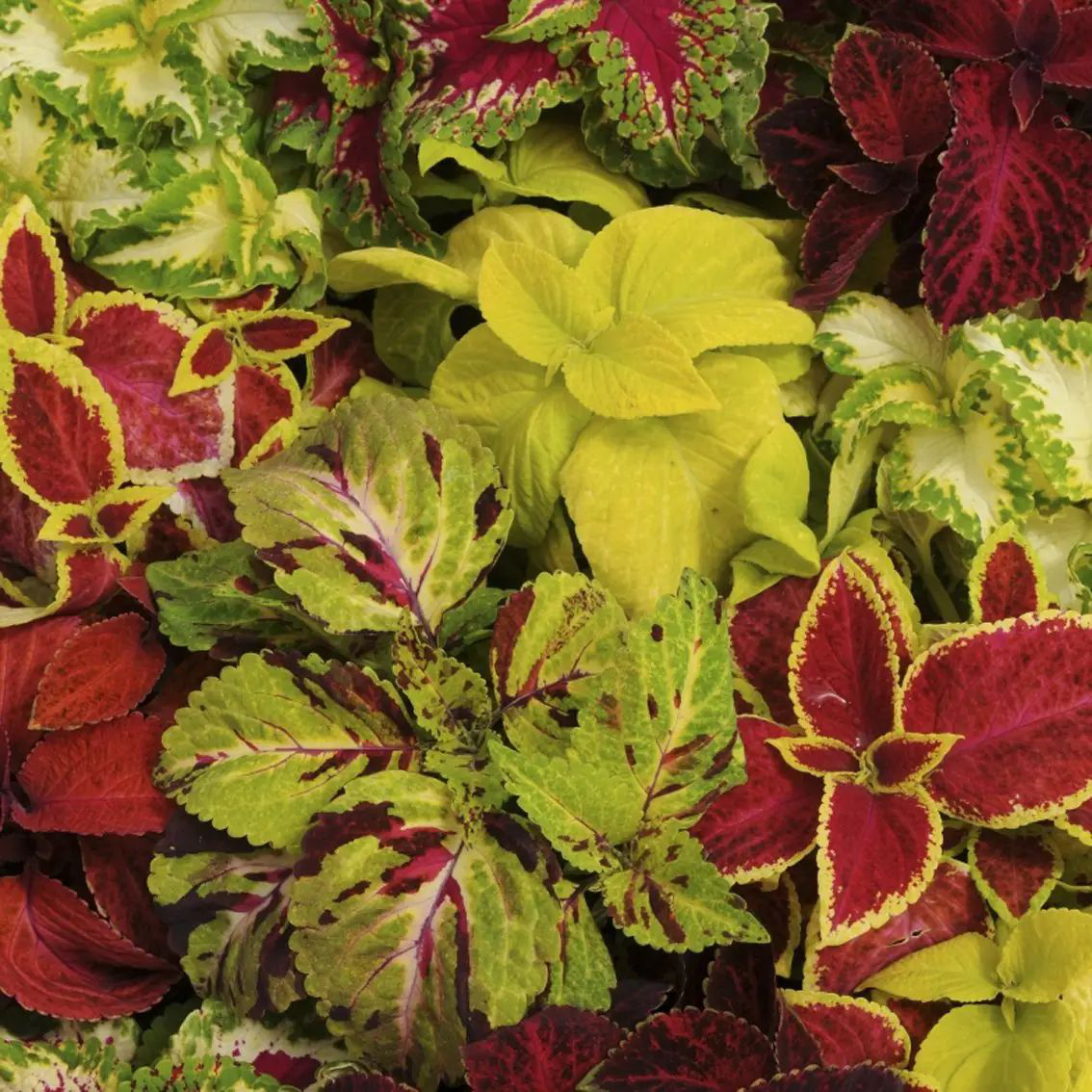 Насіння колеуса Візард, 20 шт, Pan American, США, Професійне насіння 2