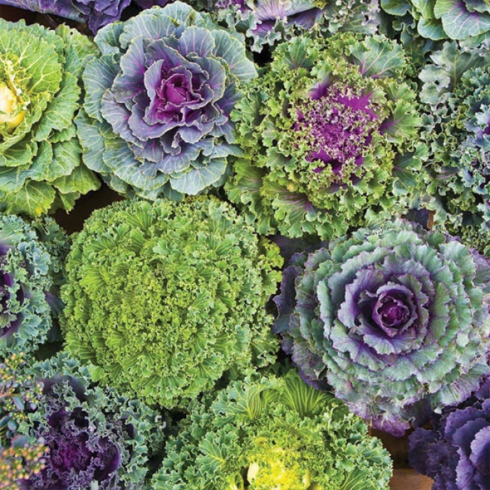 Семена капусты декоративной, смесь, 0.3г, Satimex, Германия, Професійне насіння 2