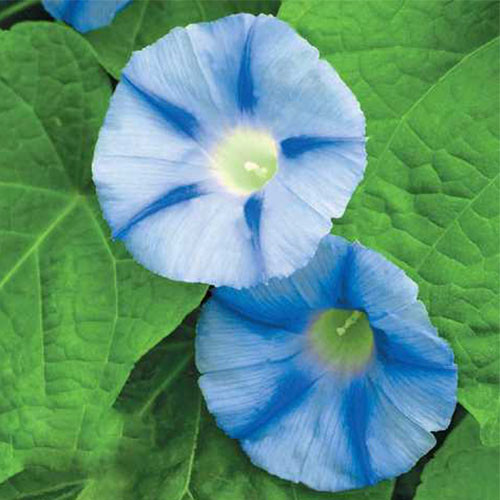 Насіння іпомеї Блакитна зірка, 1г, Hem, Голландія, Насіння квітів Pro seeds 2
