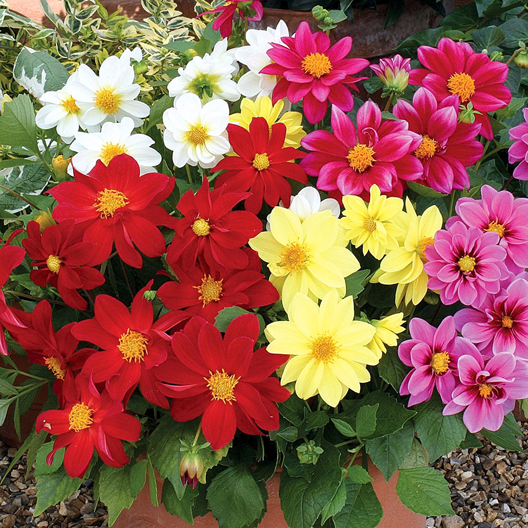 Насіння жоржини Міньйон суміш, 0.2 м, Hem, Голландія, Насіння квітів Pro seeds 2