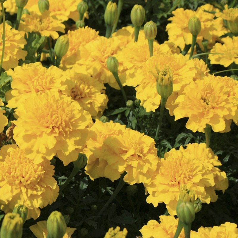 Семена бархатцев Малыш лимонных, 0.1г, Hem, Голландия, Професійне насіння 2