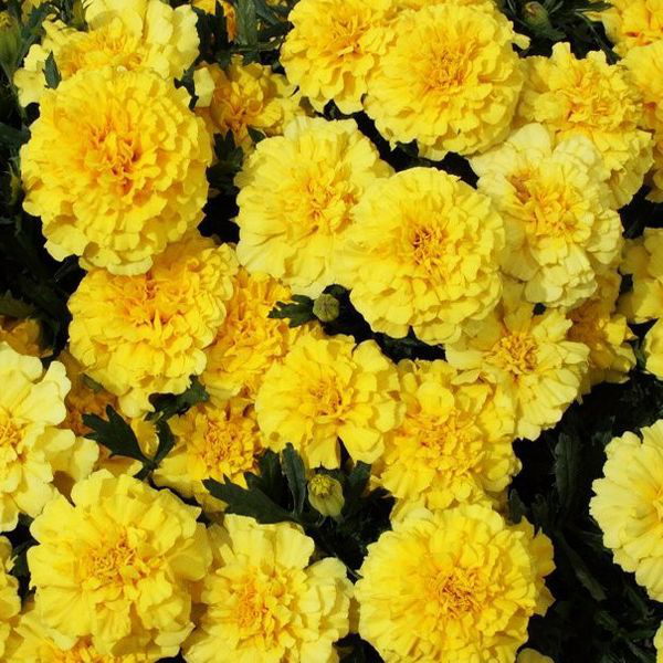 Насіння чорнобривців Малюк лимонні, 0.1г, Hem, Голландія, Професійне насіння 3