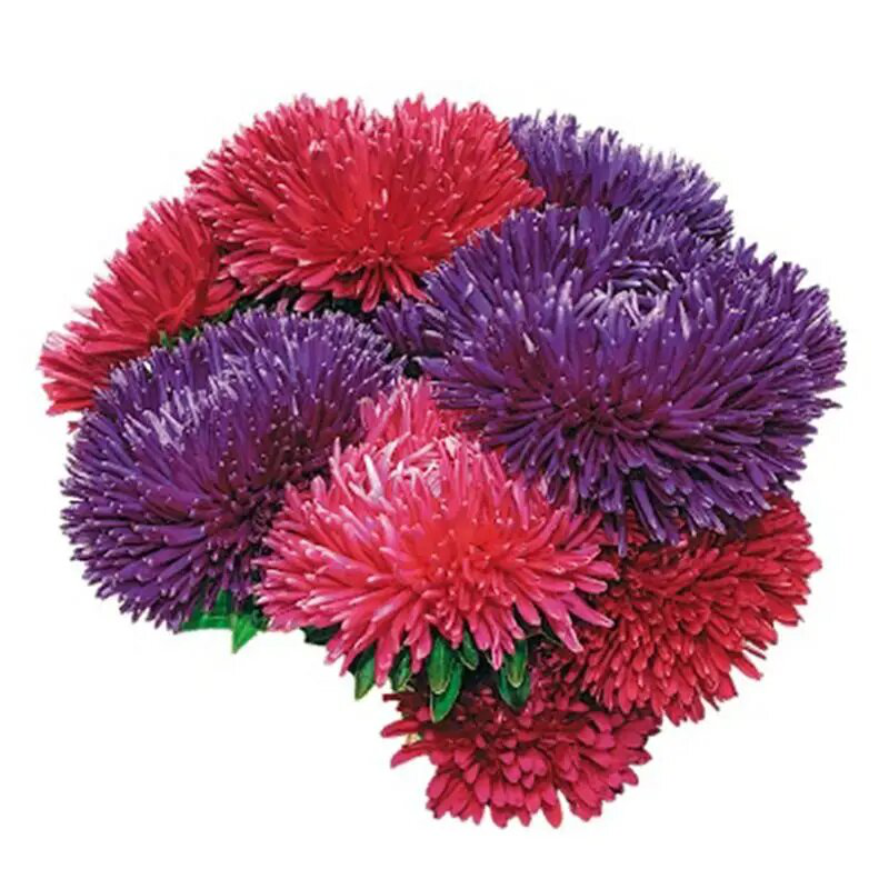 Семена айстры Аполлония смесь, 0.3 г, W.Legutko, Польща, Професійне насіння 2