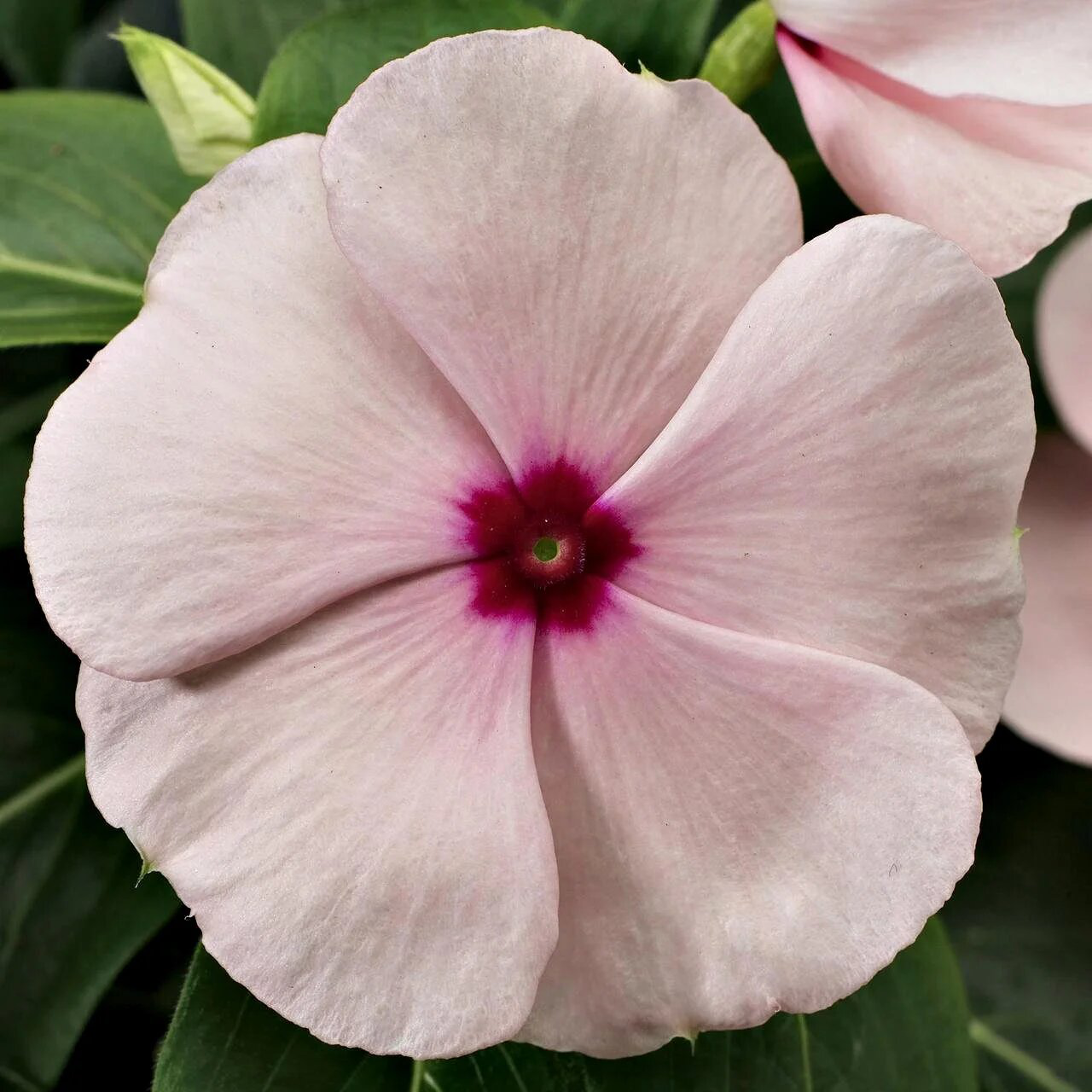 Насіння барвінку Хетвейв, абрикосова, 10 шт, HemGenetics, насіння Леда Агро 2