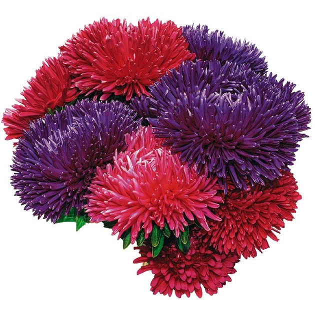 Насіння айстри Аполлонія, суміш, 0.2 г, Hem, Голландія,  Леда Агро 2