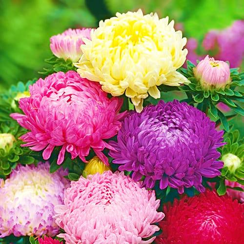 Насіння айстри Дюшес, суміш, 0.2г, насіння Леда Агро 2