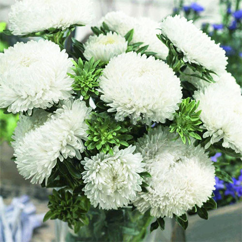 Насіння айстри китайської Сірінга біла, 20шт, Насіння квітів Pro seeds 2