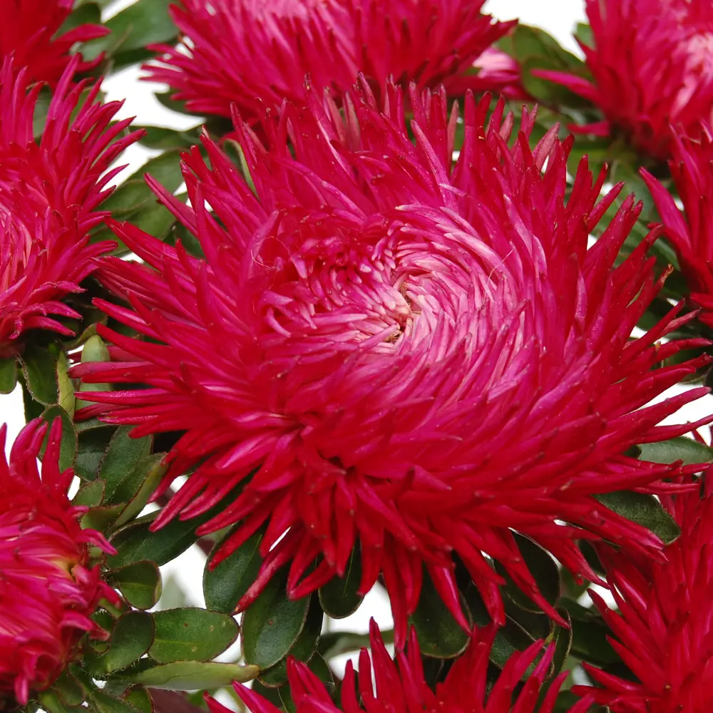 Насіння айстри китайської Ювель, темно-червона, 0.1 г, Насіння квітів Pro seeds 2