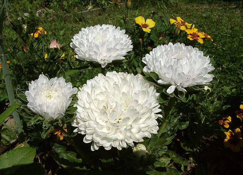 Насіння айстри Міледі, біла, 0.2 г, Hem, Голландія, насіння Леда Агро 2