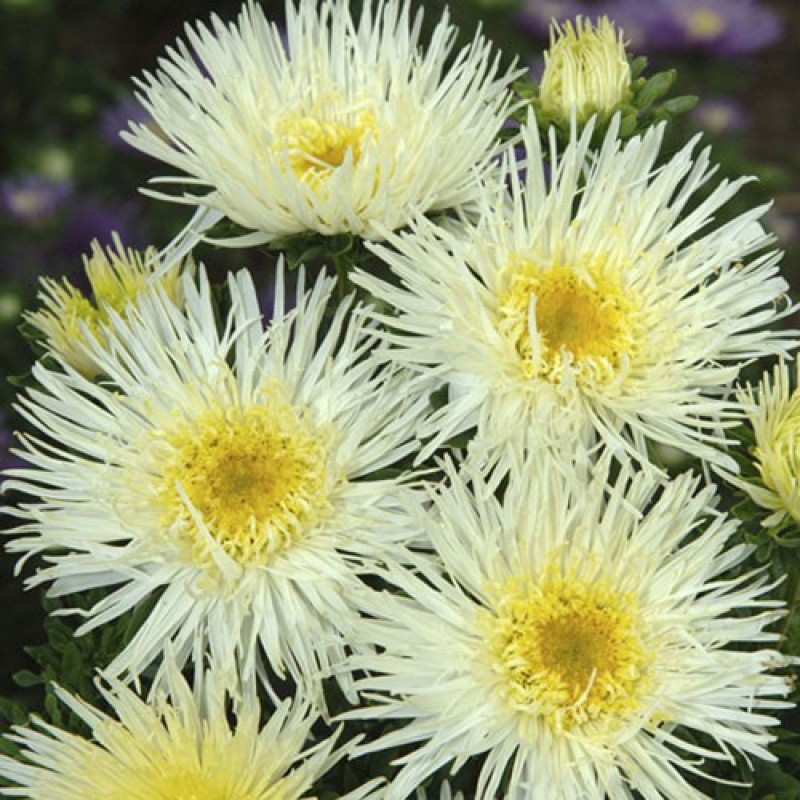 Насіння айстри китайської Сі Старлет, жовта, 20шт, Satimex, Німеччина, Насіння квітів Pro seeds 2