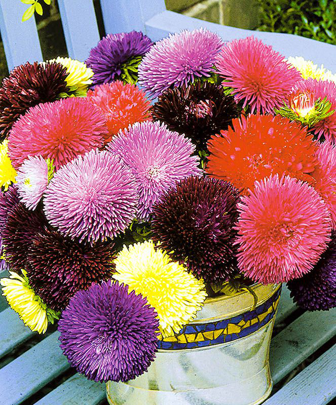 Насіння астри голчастої Гала суміш, 20 шт, Benary, Німеччина, Професійне насіння 3