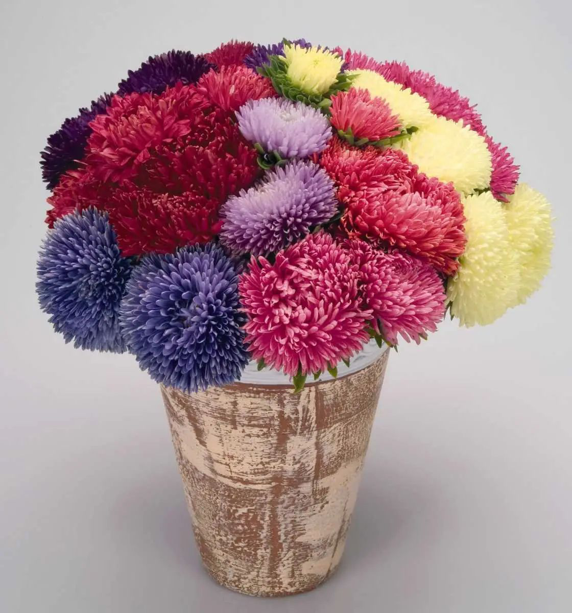 Насіння астри голчастої Гала суміш, 20 шт, Benary, Німеччина, Професійне насіння 2