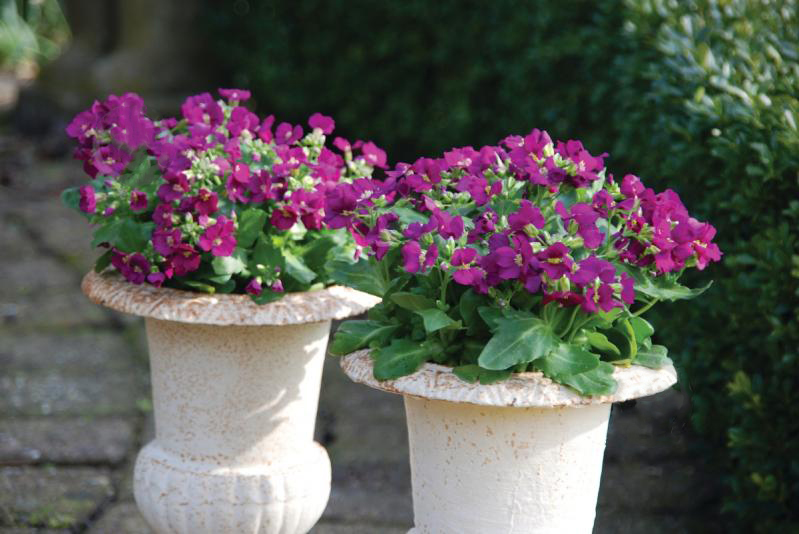 Насіння арабиса кавказького Лотті рожевий, 10шт, Pan American, США, Насіння Pro seeds 2