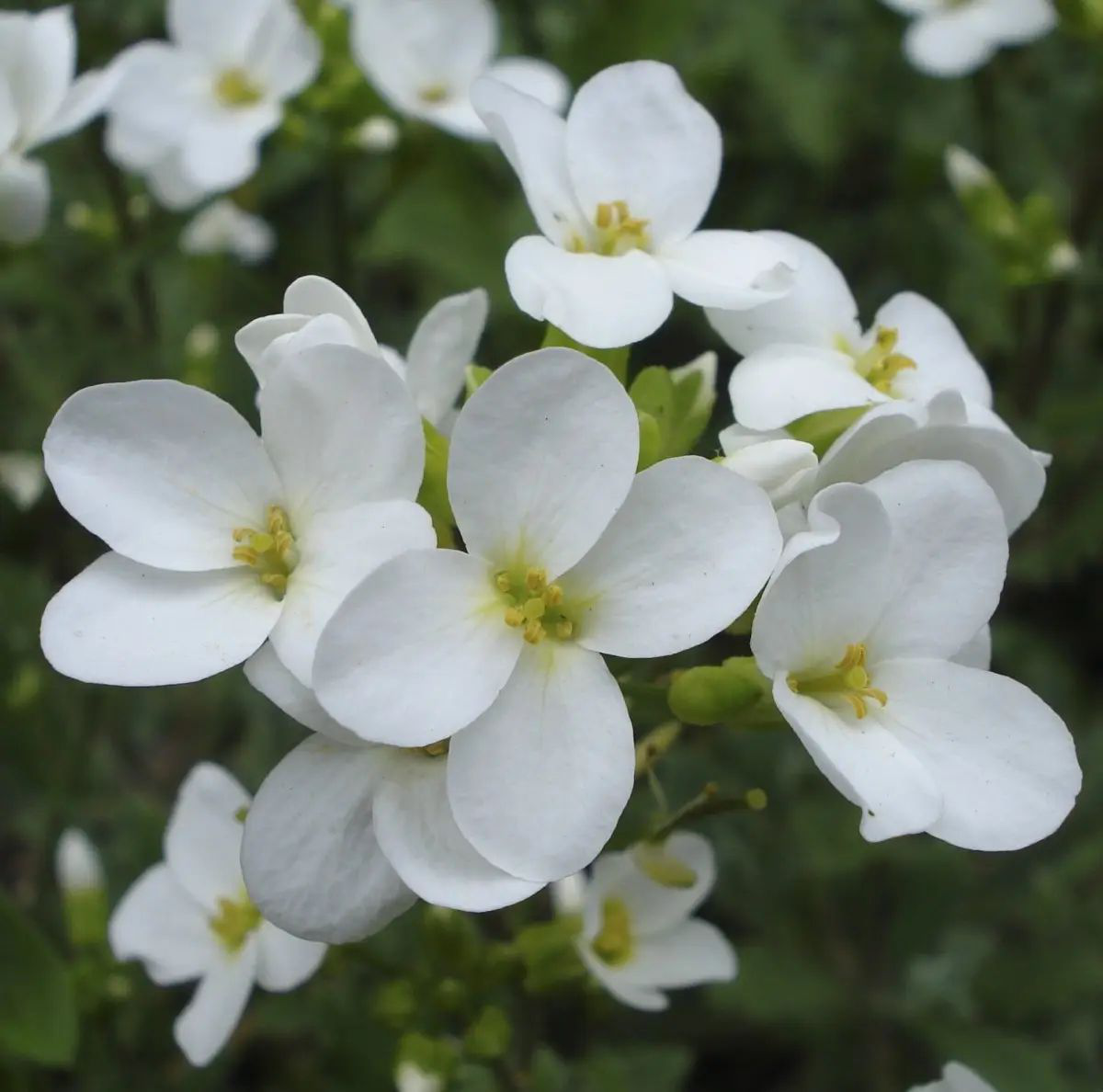 Семена арабиса Шнеехаубэ, 0.1 г, Hem, Голландия, Професійне насіння 4