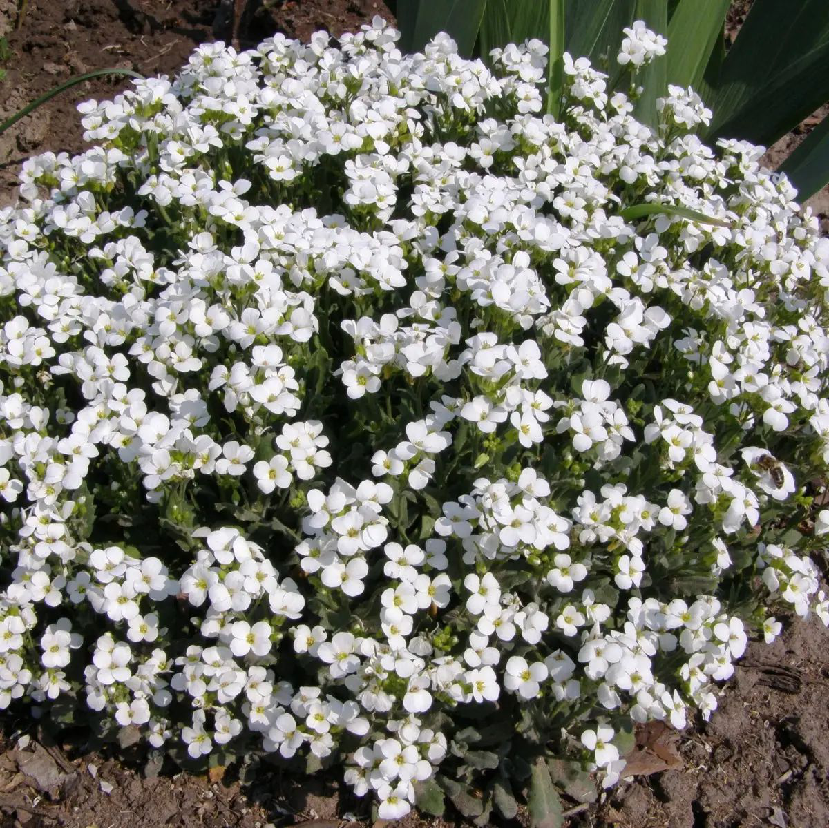 Семена арабиса Шнеехаубэ, 0.1 г, Hem, Голландия, Професійне насіння 3