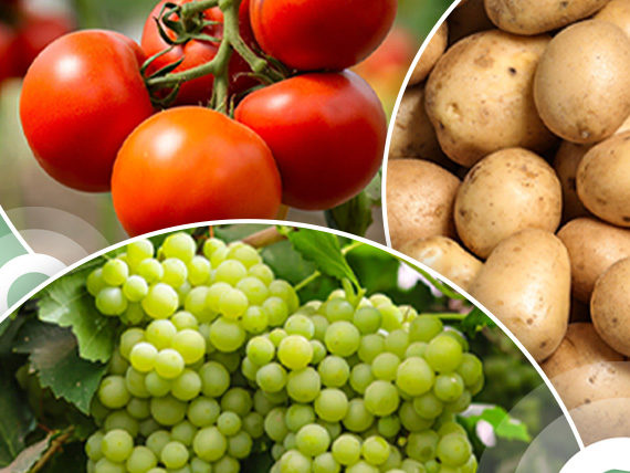 Фунгіцид Ридоміл Голд R, 50г, Syngenta (Сінгента) 2