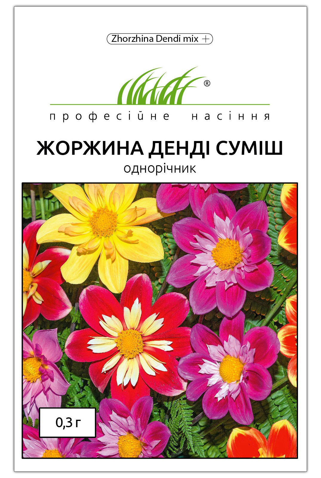 Семена георгины Денди, смесь, 0.3г,W.Legutko, Польща, Професійне насіння 1