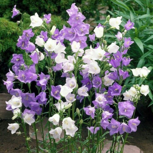 Семена колокольчика Водограй, 0.1г, W.Legutko, Польща, Професійне насіння 2