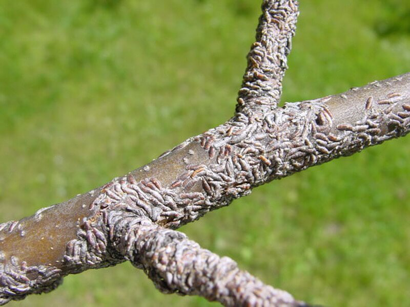 Інсектоакарицид Брунька, 100 мл 2