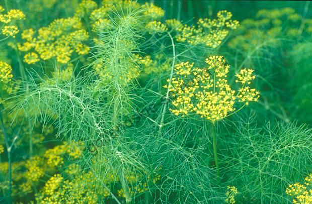Насіння кропу Букет, 1 г, Hem, Голландия,  Леда Агро 2
