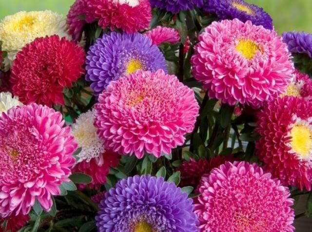 Семена астры Принцесса смесь, 0.2 г, Hem, Голландия, семена Леда Агро 2