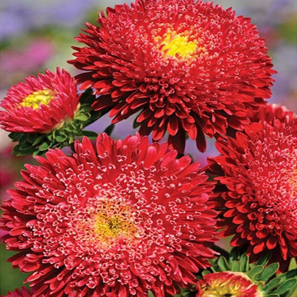 Семена астры Принцеса медно-красная, 0.2г, Hem, Голландия, семена Леда Агро 2