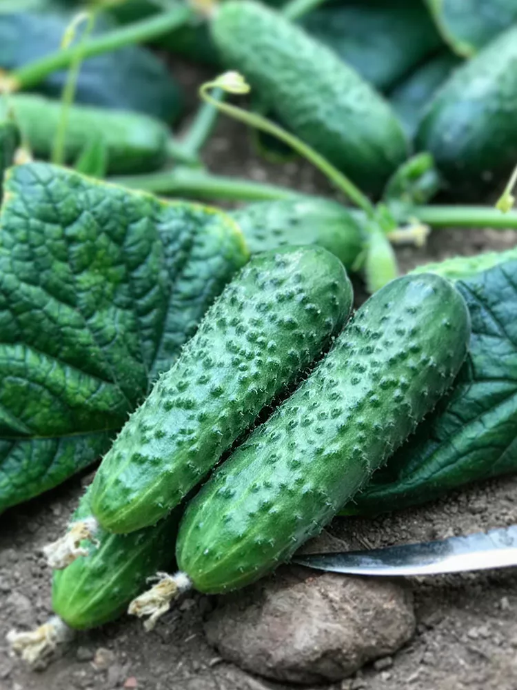 Семена огурца Солон F1, 10шт, Yuksel, Турция, семена Леда Агро 2