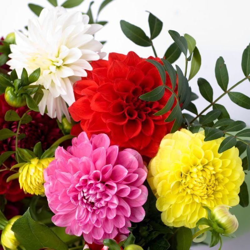 Насіння жоржини Фреска F1 суміш, 20шт, Syngenta, Голандія, Насіння квітів Pro seeds 2