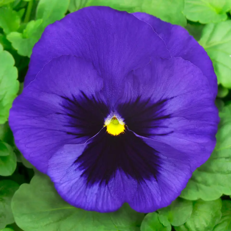 Насіння віоли Сапфір, 20шт, Hem, Голландія, Насіння квітів Pro seeds 2