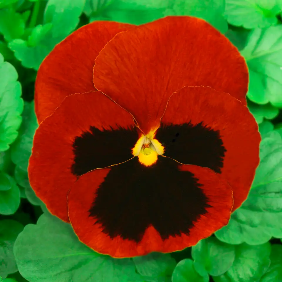 Насіння віоли Віттрока Червоний Гранат, 20шт, Hem, Голландія, Насіння квітів Pro seeds 2